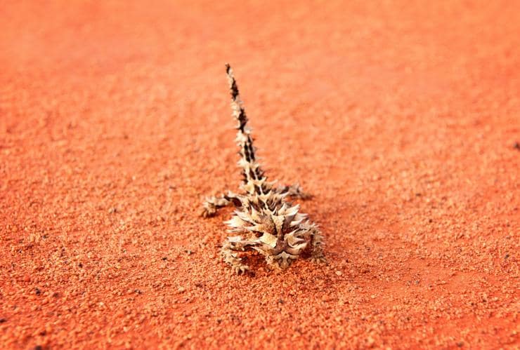 A thorny devil on red dirt at Uluru-Kata Tjuta National Park © Tourism Australia
