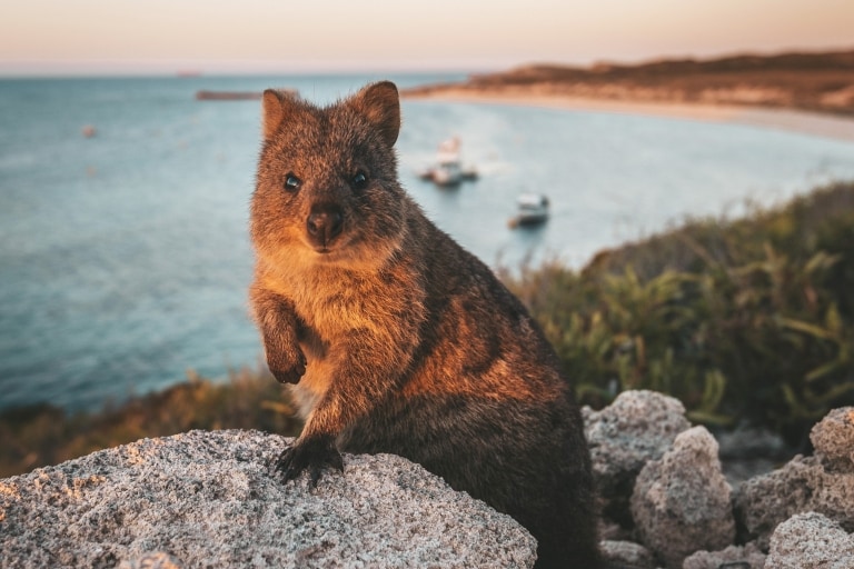 Một chú quokka đang đứng trên mỏm đá dưới ánh hoàng hôn, phía sau là đại dương mênh mông, Đảo Rottnest, Tiểu bang Tây Úc © James Vodicka 