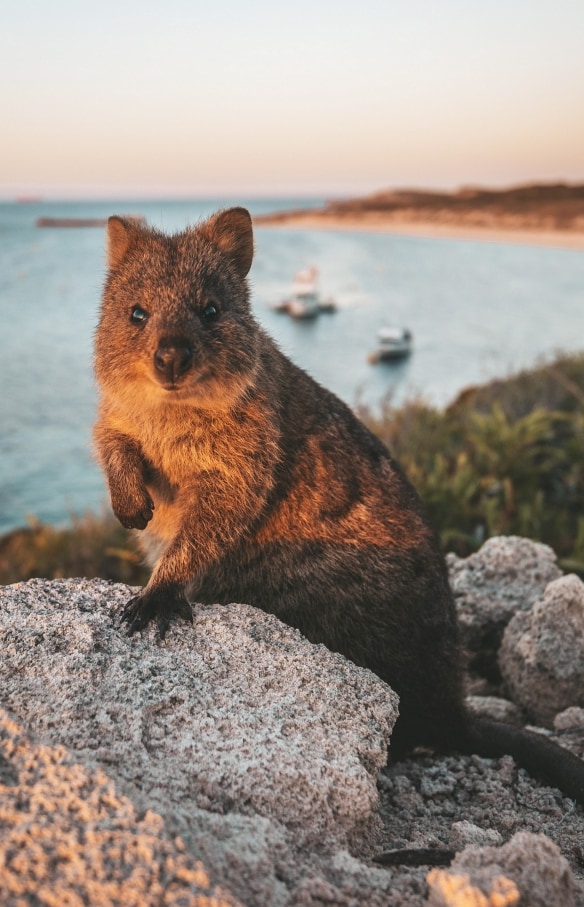 Một chú quokka đang đứng trên mỏm đá dưới ánh hoàng hôn, phía sau là đại dương mênh mông, Đảo Rottnest, Tiểu bang Tây Úc © James Vodicka 