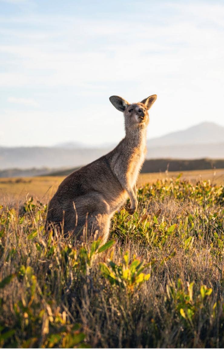 Cung đường Look At Me Now Headland, Bãi biển Emerald, NSW © Destination NSW