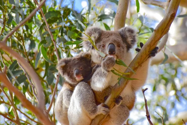 A koala and her joey hang out in a tree on Kangaroo Island, South Australia © Exceptional Kangaroo Island