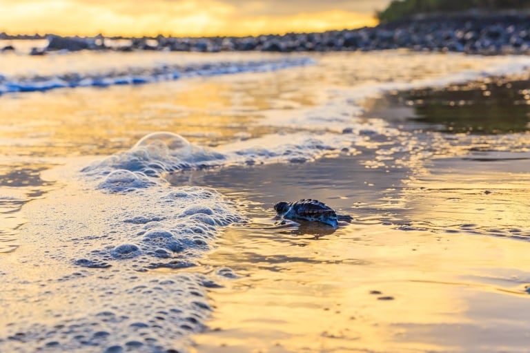 A baby turtle scuttling to the ocean at Mon Repos, Southern Great Barrier Reef, Queensland © Jewels Lynch/Tourism Events Queensland