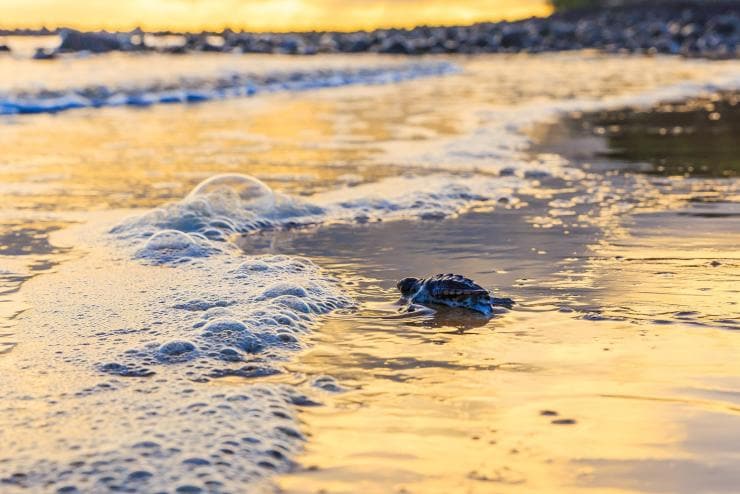 A baby turtle scuttling to the ocean at Mon Repos, Southern Great Barrier Reef, Queensland © Jewels Lynch/Tourism Events Queensland