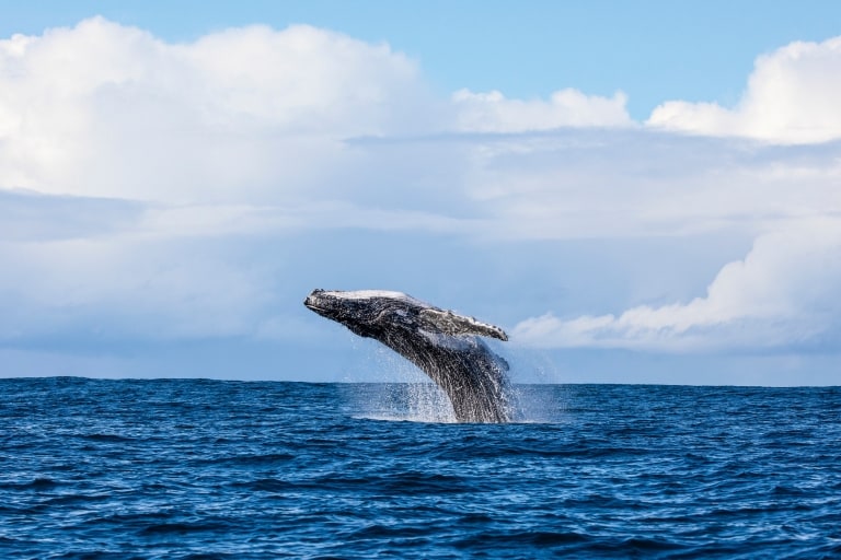 A whale leaping out of the ocean during a tour with Dive Jervis Bay, Jervis Bay, New South Wales © Jordan Robins