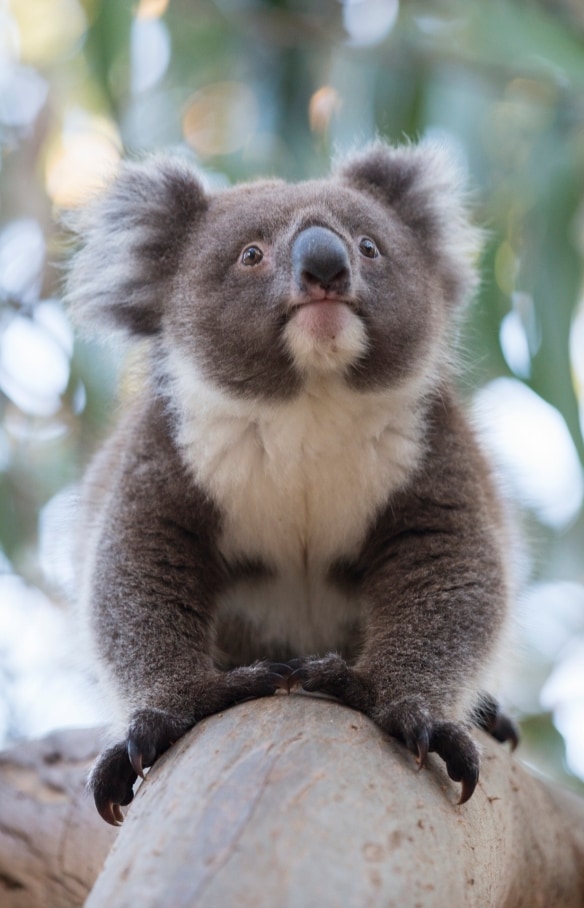 A koala standing on a tree branch looking up towards the leaves at Hanson Bay Sanctuary, Kangaroo Island, South Australia © Tourism Australia 