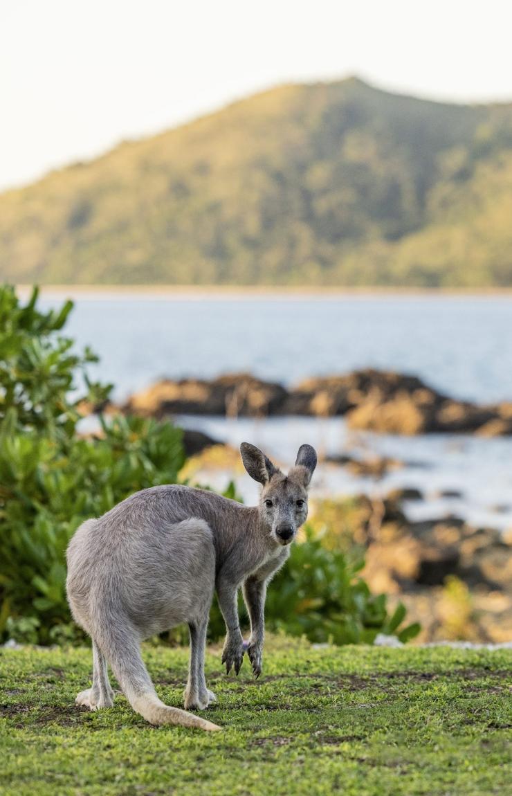 A kangaroo looking at the camera on Daydream Island, Whitsundays, Queensland © Tourism Australia