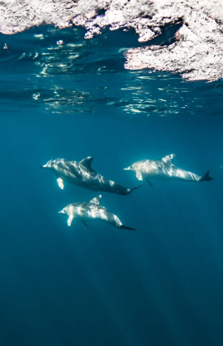Underwater photo of people swimming beside a boat with a pod of dolphins, Temptation Sailing, Adelaide, South Australia © Tourism Australi