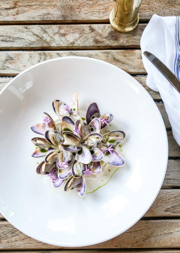 Paper Daisy at Halcyon House, Cabarita Beach, New South Wales © Kara Haynes