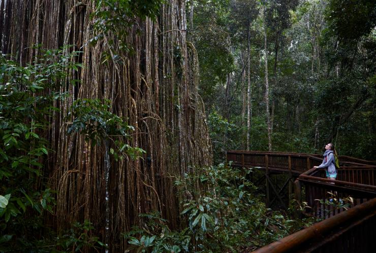 Woman viewing Curtain Fig Tree, Atherton Tablelands, QLD © Tourism Australia