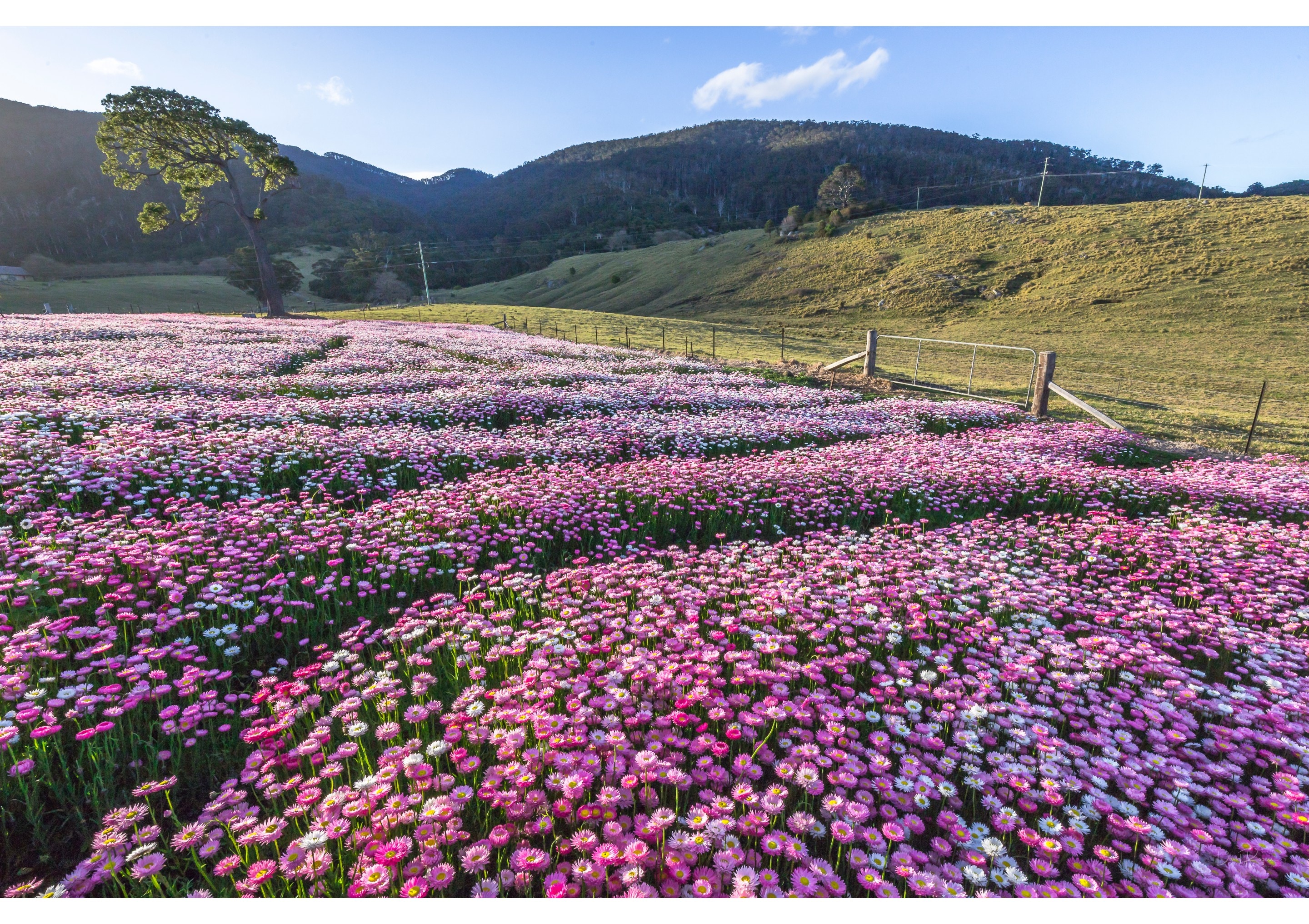 A blanket of pink wildflower at Mountain View Farm in Tilba Tilba © David Rogers