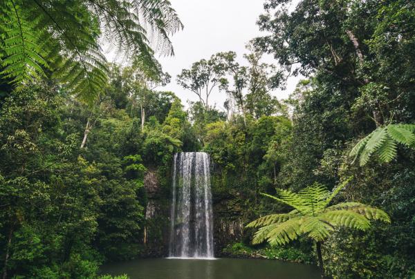 Millaa Millaa Falls, Millaa Millaa, QLD © Scott Pass