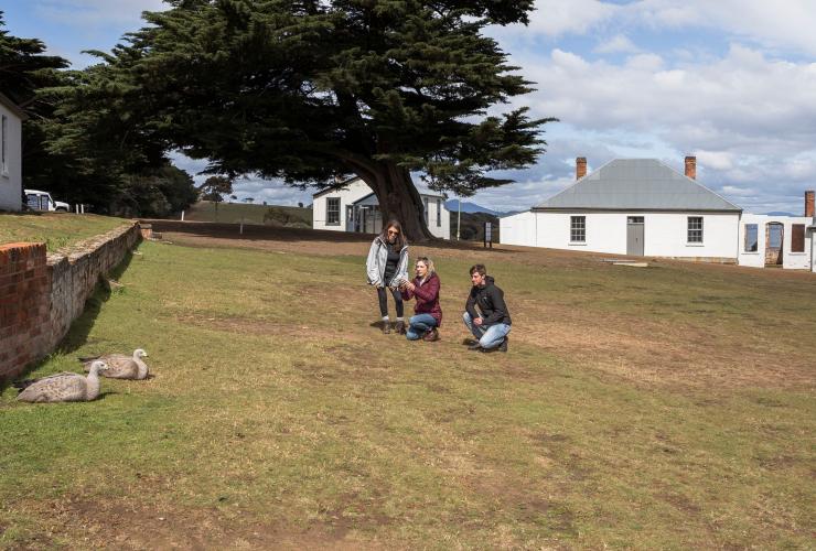 Geese, Maria Island Cruises, TAS © Tourism Australia