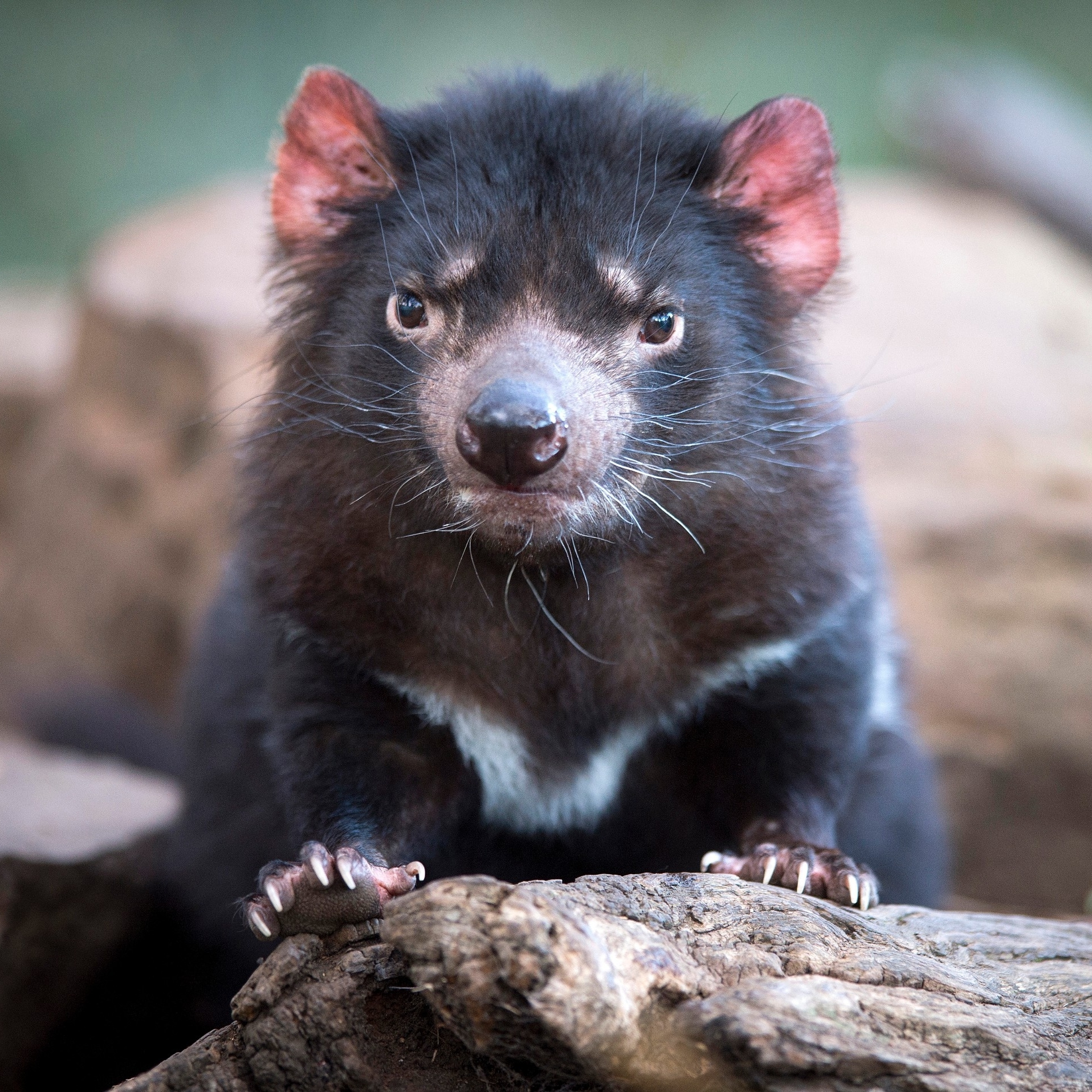 Bonorong Wildlife Park, Brighton, TAS © Tourism Tasmania/Rob Burnett