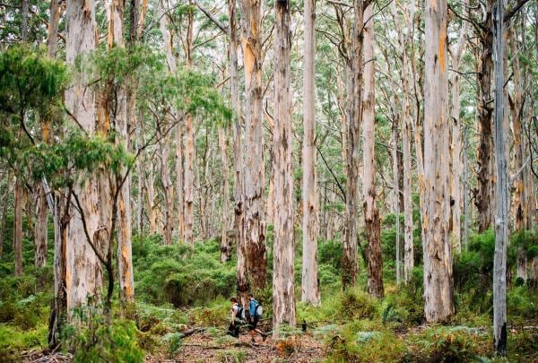 Rừng Boranup, vùng Margaret River, tiểu bang Tây Úc © Elements Margaret River