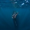 Whale shark swimming at Ningaloo Reef © Tourism Western Australia