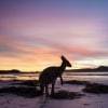 Kangaroo, Lucky Bay, Cape Le Grand National Park, WA © Tourism Western Australia