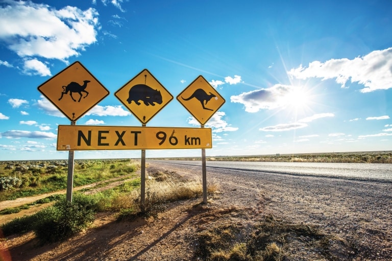 Road sign warning of wildlife including kangaroos and wombats along the Eyre Highway, Nullarbor, South Australia © Greg Snell, Tourism Australia
