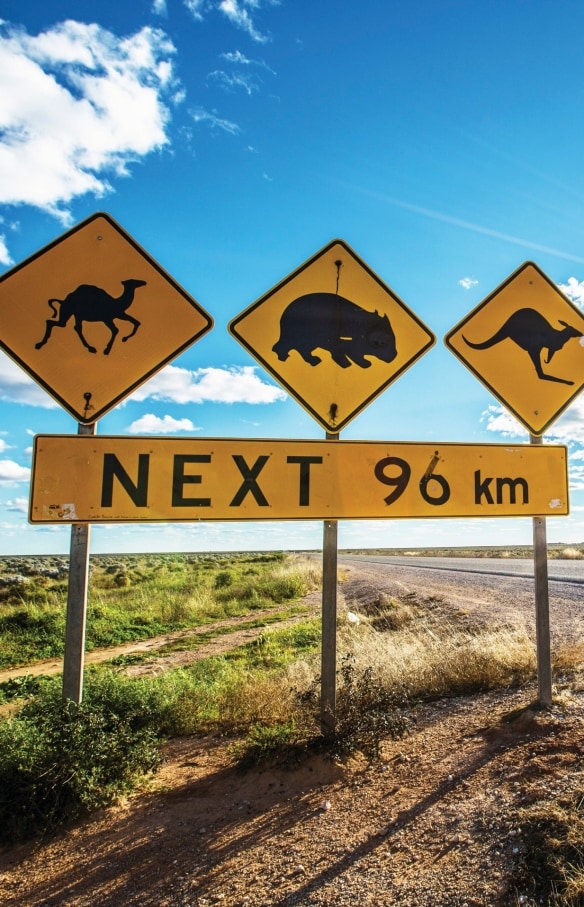 Road sign warning of wildlife including kangaroos and wombats along the Eyre Highway, Nullarbor, South Australia © Greg Snell, Tourism Australia