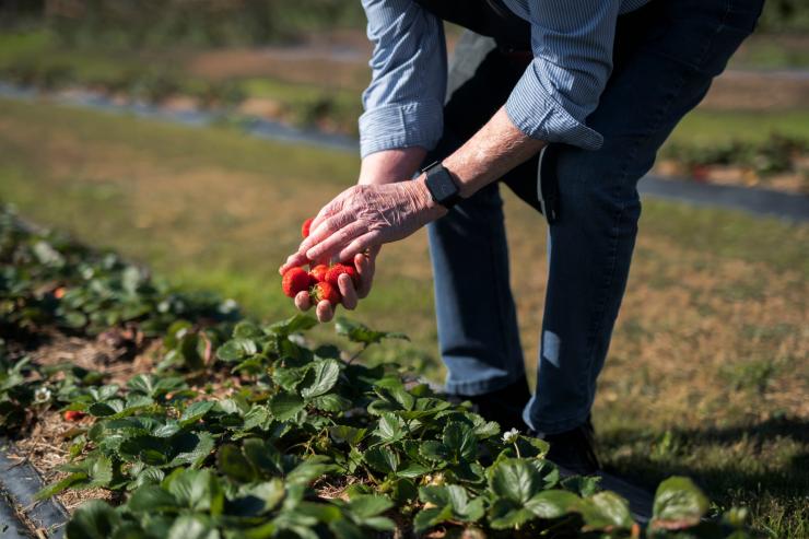 塔斯马尼亚州,斯旺西,凯丝莓乐园 © 澳大利亚旅游局版权所有 塔斯马尼亚州,斯旺西,凯丝莓乐园 © 澳大利亚旅游局版权所有