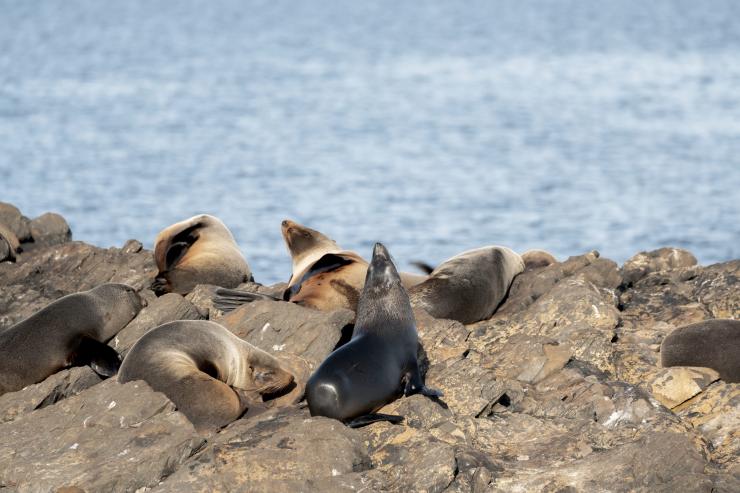 塔斯马尼亚州,菲欣纳,酒杯湾巡游 © 澳大利亚旅游局版权所有 塔斯马尼亚州,菲欣纳,酒杯湾巡游 © 澳大利亚旅游局版权所有