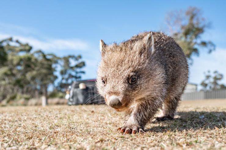 塔斯马尼亚州,比奇诺,东海岸野生动物园 © Ros Wharton 版权所有 塔斯马尼亚州,比奇诺,东海岸野生动物园 © Ros Wharton 版权所有