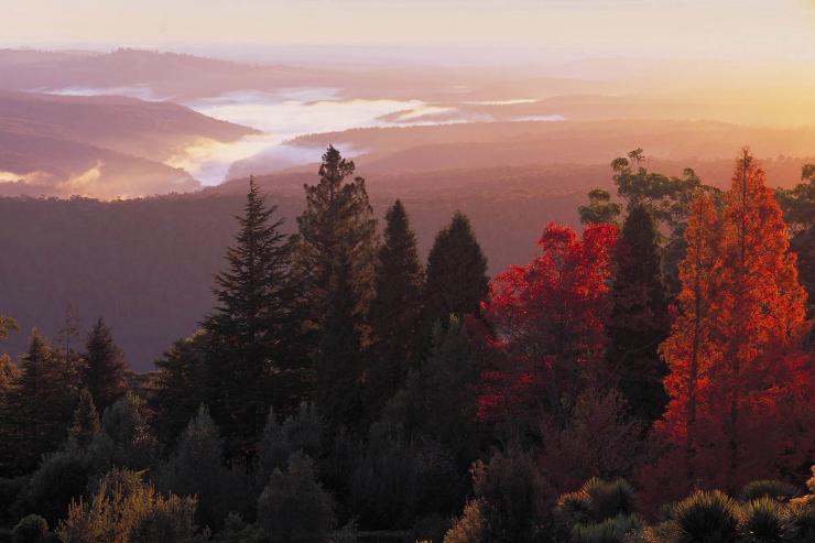 新南威尔士州,蓝山,托马山植物园 © 新南威尔士州旅游局版权所有 新南威尔士州,蓝山,托马山植物园 © 新南威尔士州旅游局版权所有