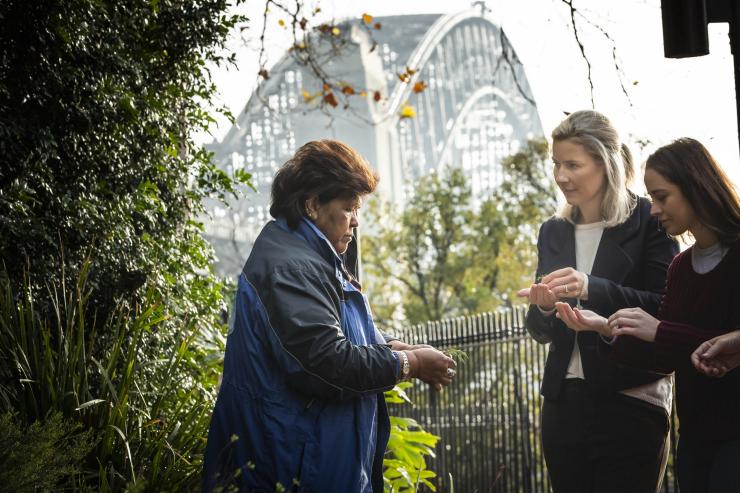 新南威尔士州,梦幻时光遗产之旅,Dreamtime Southern X 所有者 Aunty Margret Campbell 为两名游客介绍本土植物,背景是悉尼海港大桥 © 澳大利亚旅游局版权所有 新南威尔士州,梦幻时光遗产之旅,Dreamtime Southern X 所有者 Aunty Margret Campbell 为两名游客介绍本土植物,背景是悉尼海港大桥 © 澳大利亚旅游局版权所有