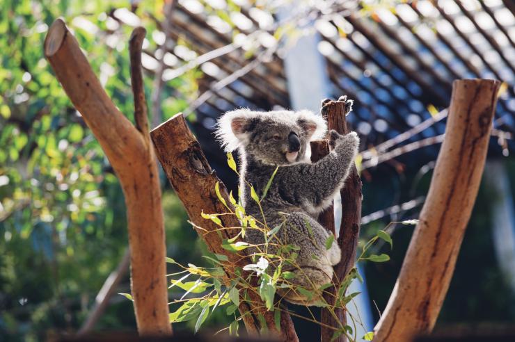 新南威尔士州,悉尼,塔龙加动物园,一只考拉藏在茂密的树叶中打盹,爪子抓着树枝 © 新南威尔士州旅游局版权所有 新南威尔士州,悉尼,塔龙加动物园,一只考拉藏在茂密的树叶中打盹,爪子抓着树枝 © 新南威尔士州旅游局版权所有