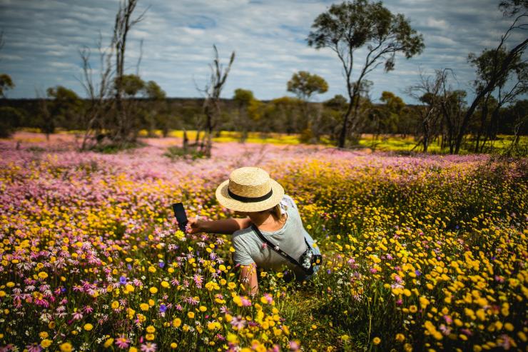 西澳科爾辛自然保護公園（Coalseam Conservation Park）的野花©西澳旅遊局