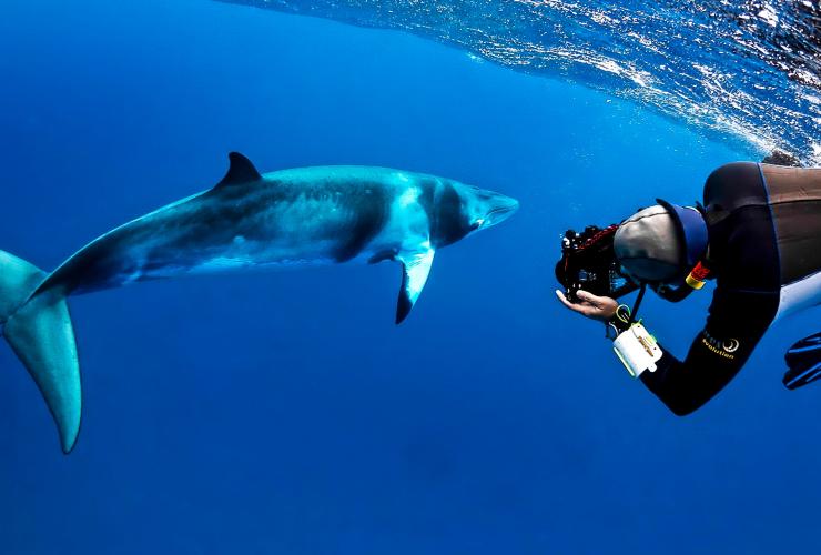 昆士蘭開恩茲麥克柏爾潛水探險團看到的小鬚鯨©Shae Callaghan