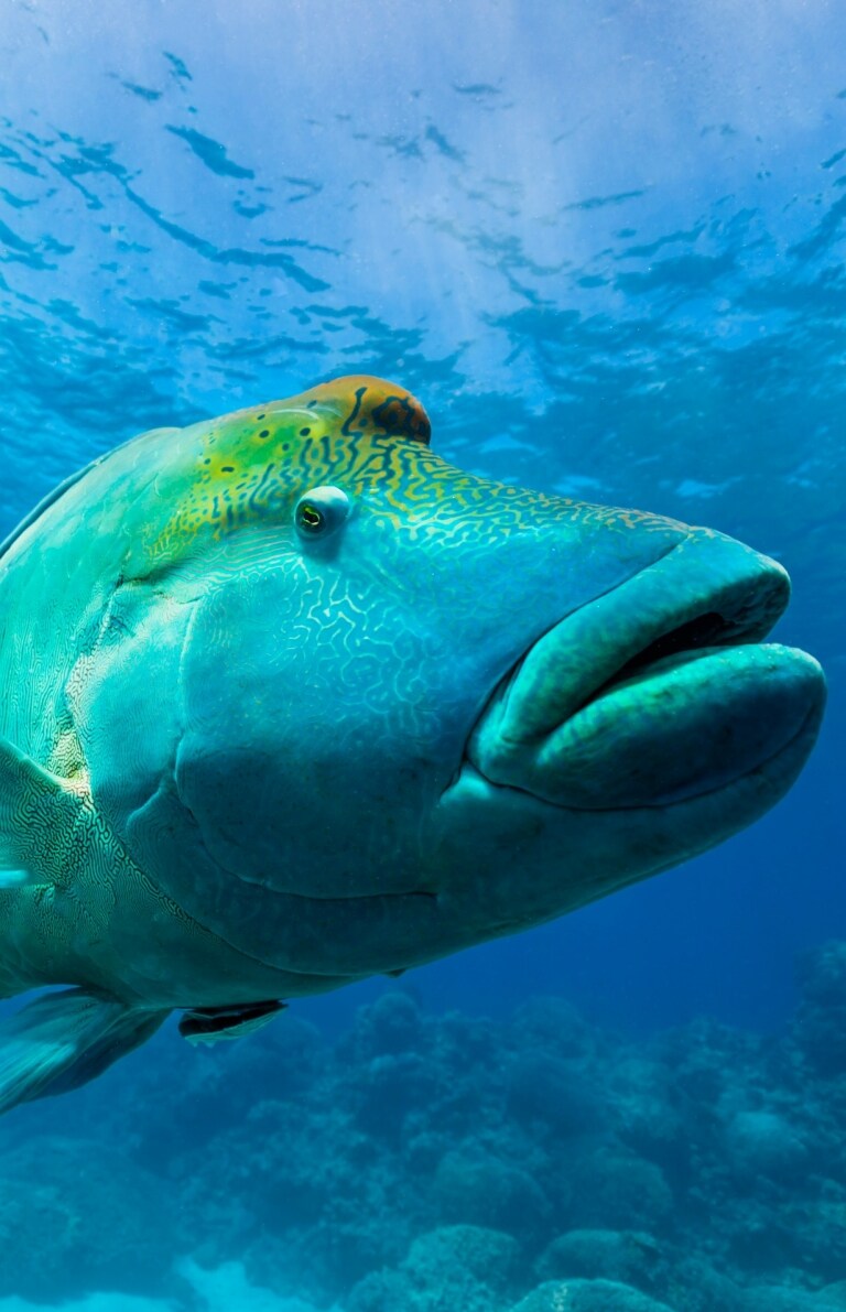昆士蘭州大堡礁的曲紋唇魚©Andrew Watson