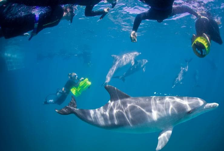 在西澳羅金厄姆參與羅金厄姆野生動物巡遊公司的海豚共泳活動©羅金厄姆野生動物巡遊公司