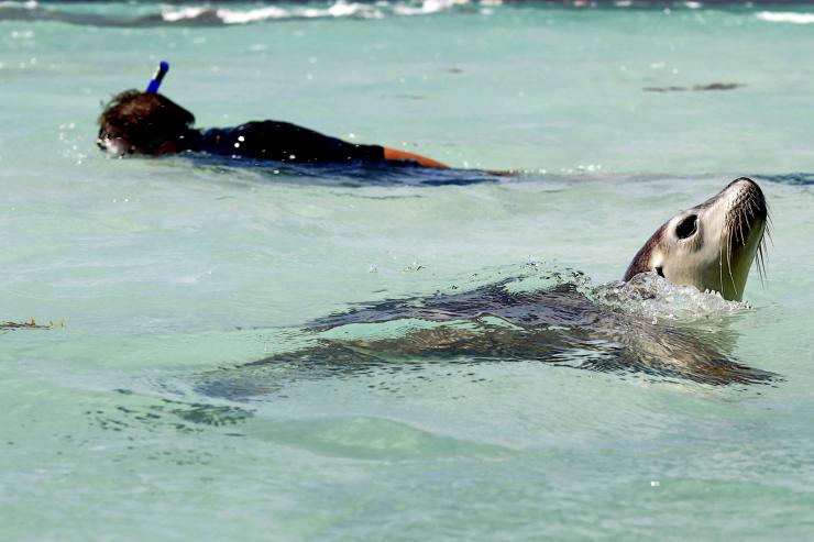 在西澳州朱裡恩灣浮潛©澳洲珊瑚海岸