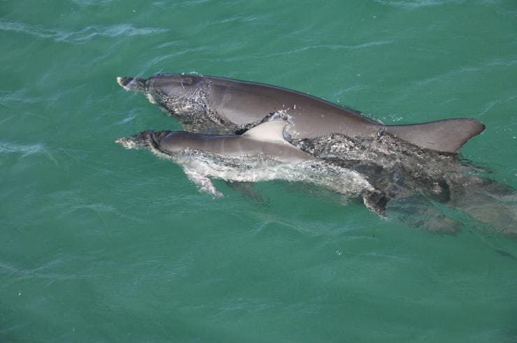 西澳州鯊魚灣世界遺產區猴子米亞的海豚©澳洲珊瑚海岸