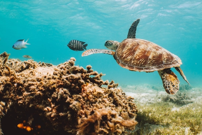 昆士蘭州大堡礁蜥蜴島©澳洲旅遊局