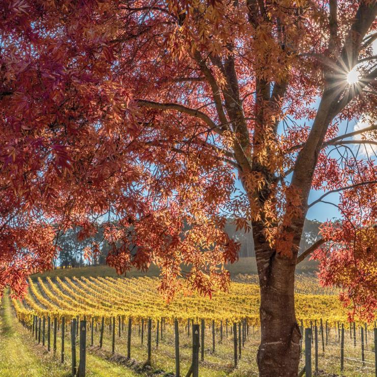 南部高地鮑拉百年葡萄園的秋天©Kramer Photography所攝