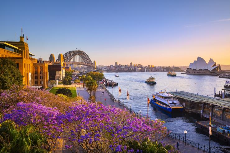 新南威爾士悉尼日落時分的藍花楹和悉尼海港©新南威爾士州旅遊局