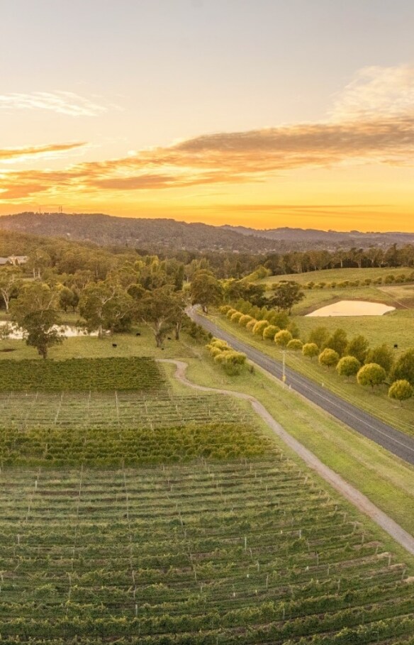 新南威爾士南部高地鮑拉百年葡萄園©新南威爾士旅遊局