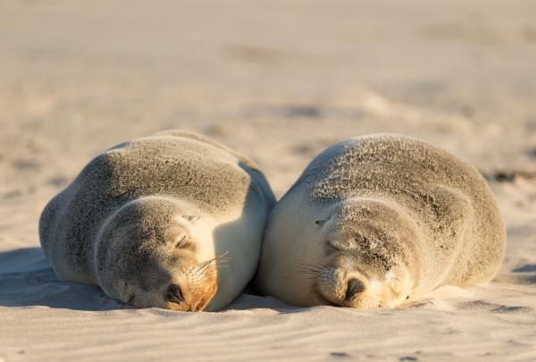 Say g’day to Aussie wildlife on Kangaroo Island © Chris Bray