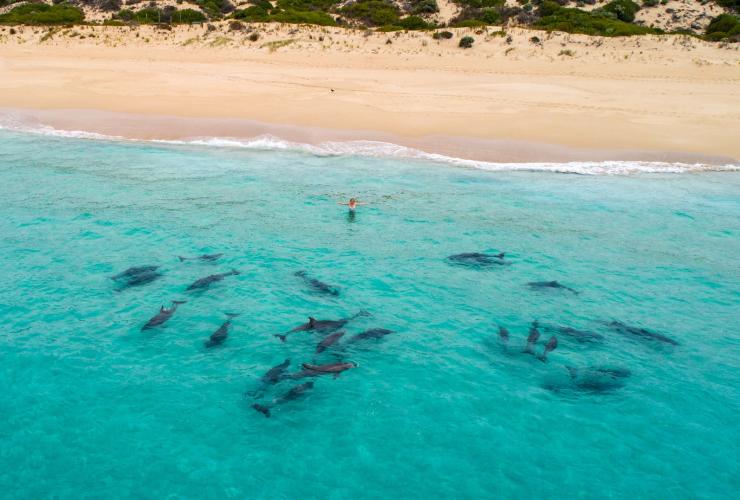 南澳州沿艾爾半島維基島海岸的海豚©Kane Overall