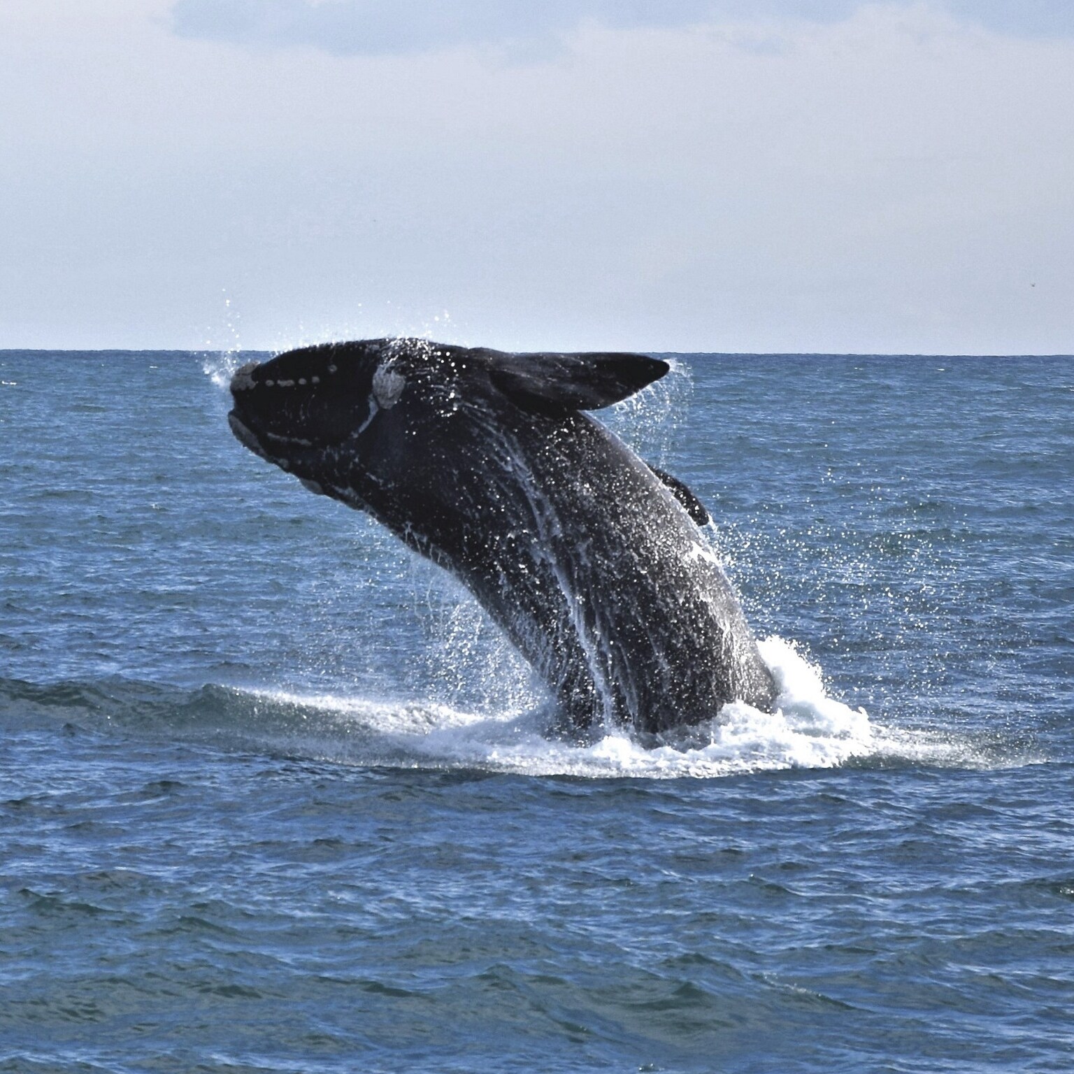 菲利普島附近南露脊鯨在躍身擊浪©John McFee，Wildlife Coast Cruises