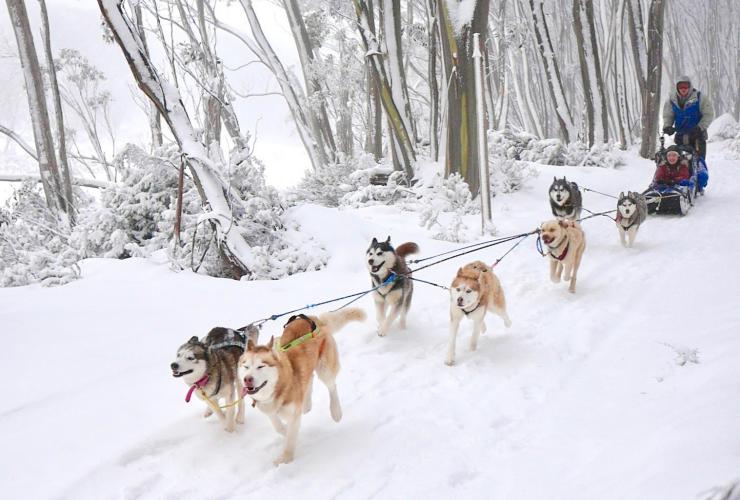 在維多利亞高地區賀騰山參加Howling Huskys的雪橇狗拉車之旅©Howling Huskys的雪橇狗拉車之旅