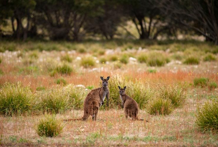 南澳州袋鼠島的非凡袋鼠島©澳洲旅遊局