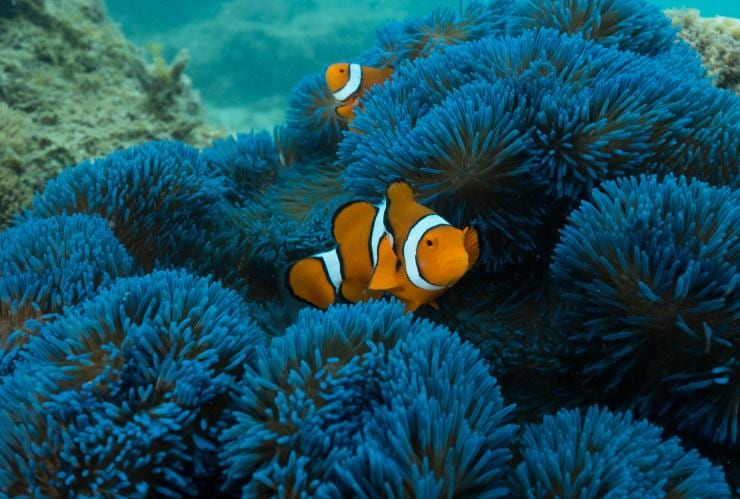 昆士蘭州弗蘭克蘭群島「弗蘭克蘭群島珊瑚礁航遊」的小丑魚©弗蘭克蘭群島珊瑚礁航遊/澳洲野生動物之旅