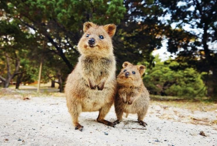 羅特尼斯島的短尾矮袋鼠©澳洲旅遊局