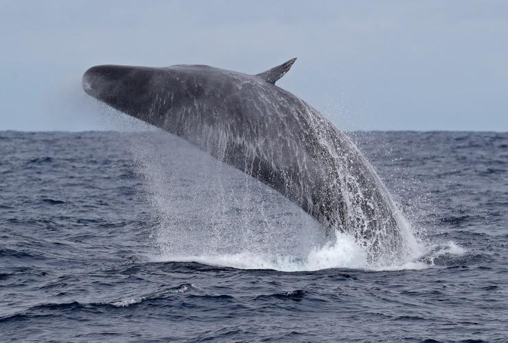 抹香鯨在奧古斯塔海岸躍身擊浪©自然憲章旅行社/Keith Lightbody