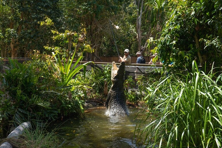 哈特利鱷魚探險樂園內鱷魚跳出水面©澳洲旅遊局