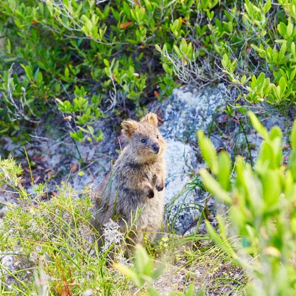 西澳州羅特尼斯島海邊的可愛短尾矮袋鼠©Tourism WA