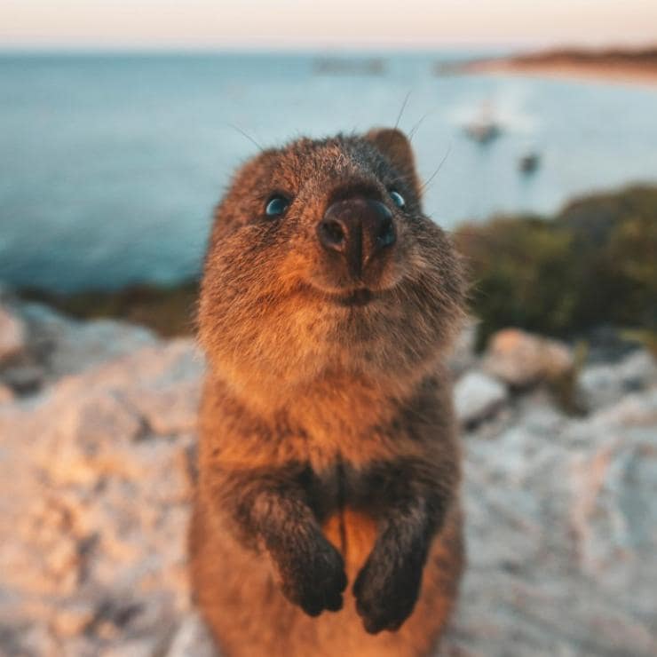 西澳州羅特尼斯島海邊的可愛短尾矮袋鼠©澳洲旅遊局
