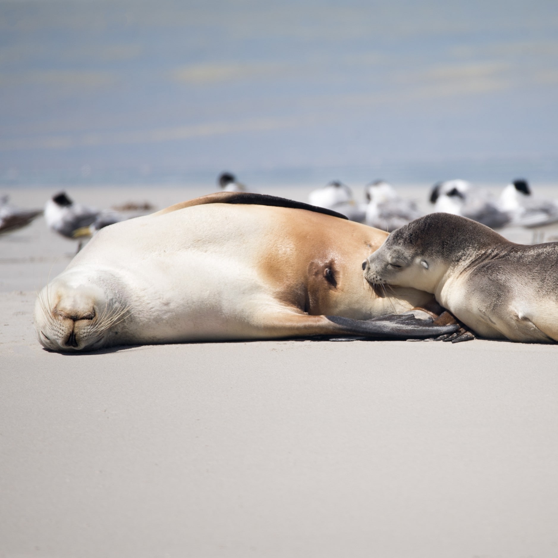 海豹灣保護公園（Seal Bay Conservation Park）的澳洲海獅©非凡袋鼠島